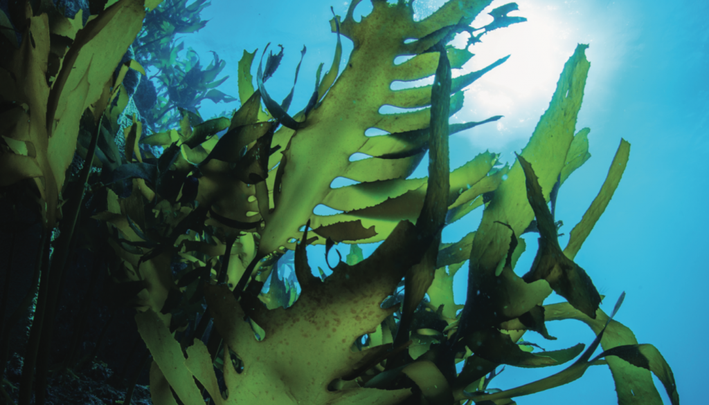 Sea Kelp is super-rich in vitamins, calcium and iodine, with intense moisturising and protective properties.