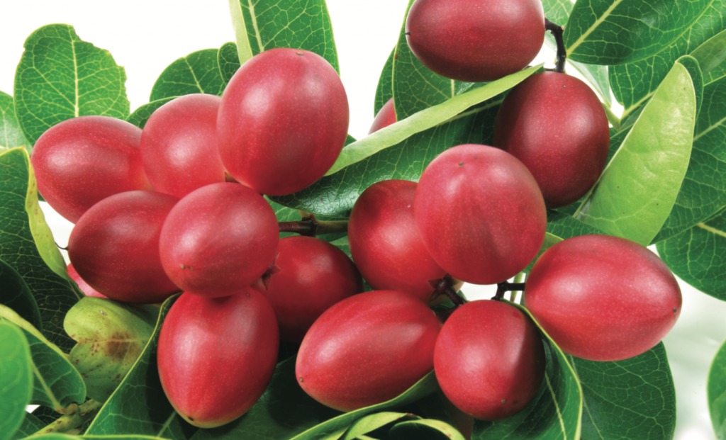 Goji berry is packed with vitamins and minerals, with powerful antioxidant properties.