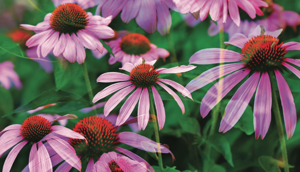 Echinacea root has been used for hundreds of years to calm the mind, support recovery after illness and boost the immune system.