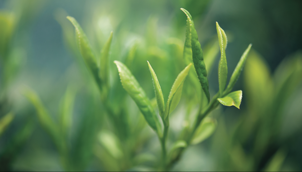 Green tea is rich in potent protective ingredients, soothing for the body and rejuvenating for the mind.